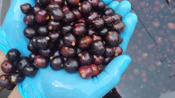 El jugo de corozo aporta nutrientes y antioxidantes al cuerpo humano.