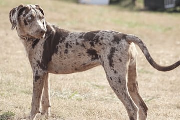 Leopardo catahoula.