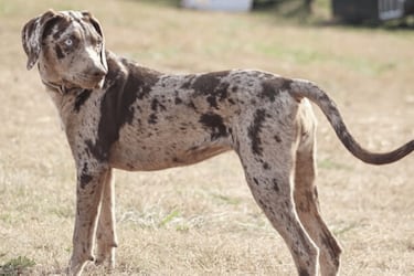 Las razas de perros más raras del mundo: ¿cuáles son y qué características tienen?