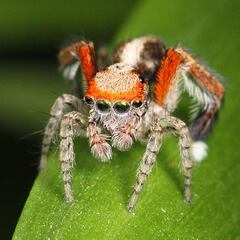 Inquietud en un país centroeuropeo por la llegada de un animal ‘saltador’ procedente de España