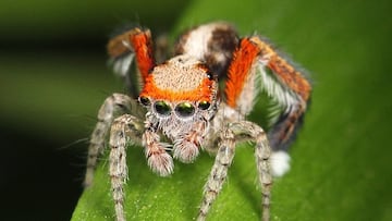 Inquietud en un país centroeuropeo por la llegada de un animal ‘saltador’ procedente de España