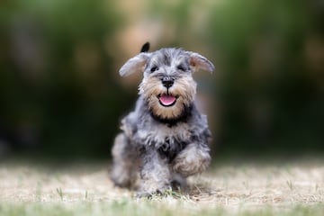 El schnauzer miniatura es un perrito vivaracho y muy activo que puede ser un compa?ero muy divertido y gratificante. Tambi¨¦n puede ser testarudo y obstinado, por lo que necesita un adiestramiento y sociabilizaci¨®n constantes.