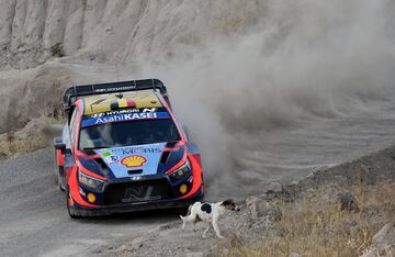 Thierry Neuville y su copiloto Martijn Wydaeghe exprimen su Hyundai durante el Rally de México, tercera prueba del Mundial. Además de lidiar con las curvas, el polvo y demás peligros de los tramos, la pareja se encontró en Guanajuato con un invitado de excepción, un perro que se cruzó en su camino. Afortunadamente, todo quedó en un susto.