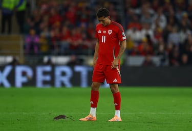 Brennan Johnson intentado capturar el roedor durante el duelo entre la selección galesa y la belga en el Cardiff City Stadium.