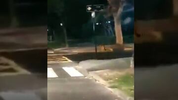 Ya fue capturado: así andaba un puma por las calles de Providencia y Ñuñoa