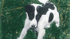 Un perrito llamado Pickles se convierte en héroe nacional (1966)