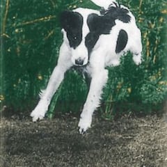 Un perrito llamado Pickles se convierte en héroe nacional (1966)