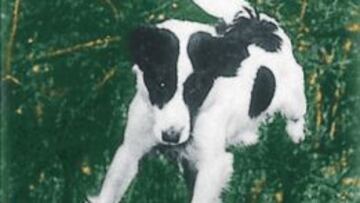 El perro 'Pickles' se convirtió en héroe nacional.