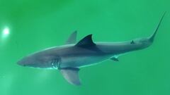 Un tibur&oacute;n blanco en agua turquesa, grabado desde el aire, en California (Estados Unidos).