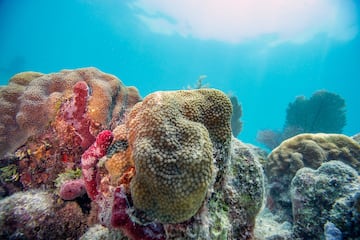 Marine ecosystems could be damaged by underwater mining.