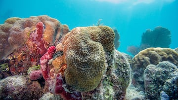 Two retired MARTA rail subway cars are now home to an array of marine life as part of the Department of Natural Resources’ Reef Project.