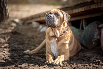 Una vez llegados a la edad adulta suelen medir entre 72 y 80 cm de altura y llegan a pesar hasta 73 kg. Es una de las razas más antiguas y las referencias a los perros de tipo mastín inglés en el Reino Unido se remontan a la época anterior a los romanos.