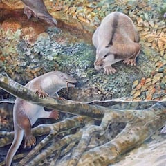 Hallazgo prehistórico de un monotremata en Australia: “Estos especímenes son una revelación”