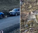 Un puma cruza a escasos metros de un grupo de fotógrafos: la imagen está dando la vuelta al mundo