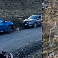 Un puma cruza a escasos metros de un grupo de fotógrafos: la imagen está dando la vuelta al mundo