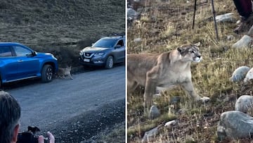 Un puma cruza a escasos metros de un grupo de fotógrafos: la imagen está dando la vuelta al mundo