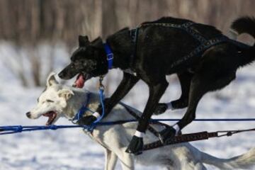 Después del acto ceremonial, ayer comenzó la primera etapa de la carrera de trineos con perros en Willow, Alaska. El viaje será de un total de 1.609 kilómetros.