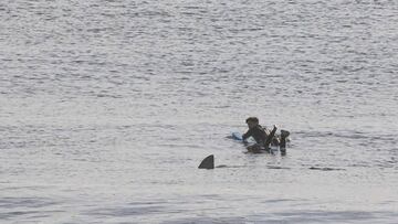 Un surfista avista una aleta de tiburón en el agua