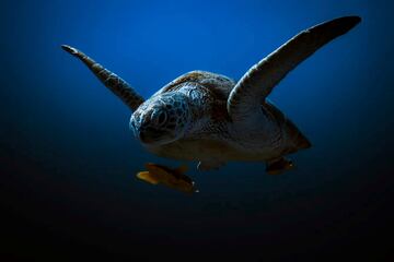 Dos rmoras acompa?an a una gran tortuga marina. Esta asociacin, llamada foresis, sirve para que las rmoras se desplacen grandes distancias gracias a la tortuga y stas limpian el sistema sanguneo de la tortuga de parsitos y microhongos.