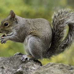 Un estudio alerta sobre una preocupante práctica de las ardillas por primera vez