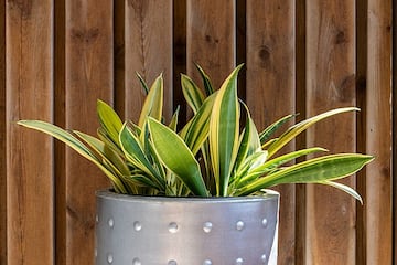 Snake plant (Sansevieria trifasciata 'Golden Hahnii') in Tuntorp, Lysekil Municipality, Sweden.