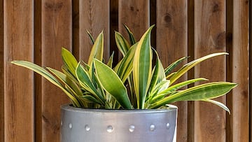 Snake plant (Sansevieria trifasciata 'Golden Hahnii') in Tuntorp, Lysekil Municipality, Sweden.