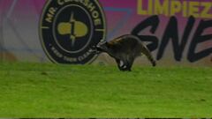 ¡Agárrenlo que lleva antifaz! Un mapache invade la cancha durante un partido en México