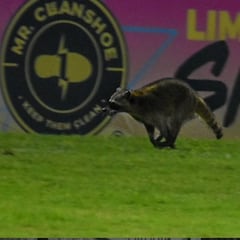 ¡Agárrenlo que lleva antifaz! Un mapache invade la cancha durante un partido en México