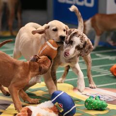 Del Super Bowl al Puppy Bowl para concientizar sobre la adopción animal