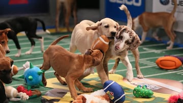 Del Super Bowl al Puppy Bowl para concientizar sobre la adopción animal