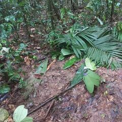 Las palabras de Gustavo Petro sobre los niños desaparecidos entre el Caquetá y Guaviare