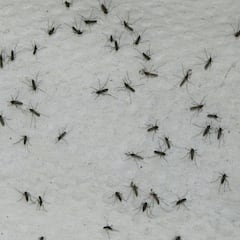 El nuevo mosquito de la malaria preocupa a los científicos