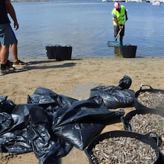 “Continúa el desastre. Hay muchos más peces muertos en el Mar Menor”