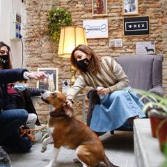 El motivo por el que lamen los perros: ¿qué significa cada tipo de lamido?