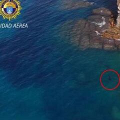 Detectan un nuevo tiburón en la costa de Alicante