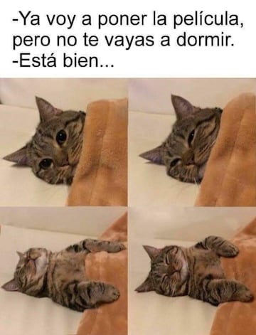 No te pierdas estos divertidos memes para conmemorar el 'Día Internacional del Gato' .