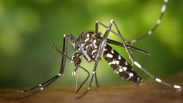 Identifican en España mosquitos tigre resistentes a los insecticidas