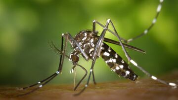 Identifican en España mosquitos tigre resistentes a los insecticidas