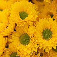 Flores amarillas y no de otro color: origen, significado por qué se obsequian el 21 de marzo