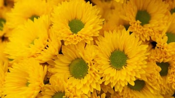 Flores amarillas y no de otro color: origen, significado por qué se obsequian el 21 de marzo