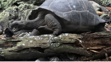 Descubren la primera tortuga gigante que caza y come p¨¢jaros