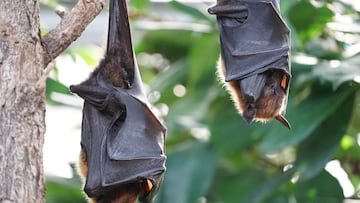 India detecta el virus Nipah en dos especies de murciélagos en plena expansión de la variante Delta