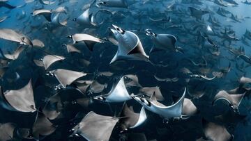 Un banco de mobulas en las cristalinas aguas de Baja California Sur, México. "Las mantas mobula son increíblemente sensibles al movimiento y al sonido", dice la fotógrafa Nadia Aly, que por eso tomó la foto practicando buceo libre. Estuvieron 4 horas en el agua, con el sol brillando y el mar ofreciendo este regalo. 