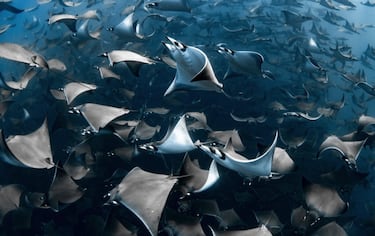 Un banco de mobulas en las cristalinas aguas de Baja California Sur, México. "Las mantas mobula son increíblemente sensibles al movimiento y al sonido", dice la fotógrafa Nadia Aly, que por eso tomó la foto practicando buceo libre. Estuvieron 4 horas en el agua, con el sol brillando y el mar ofreciendo este regalo. 