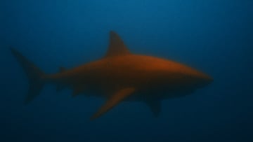 A one-of-a-kind orange shark is discovered: Scientists reveal the reason of its unusual color