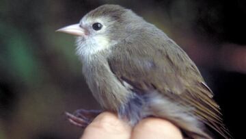 Hawaii at risk of losing the akikiki bird forever