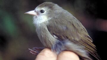 The akikiki is one of the most critically endangered species on the planet. It’s population has plummeted in the past couple decades and could vanish soon.