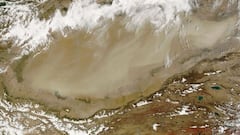 Plantar árboles le sale caro a China: ahora se enfrenta a un gran problema