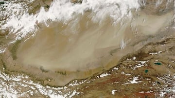 Plantar árboles le sale caro a China: ahora se enfrenta a un gran problema