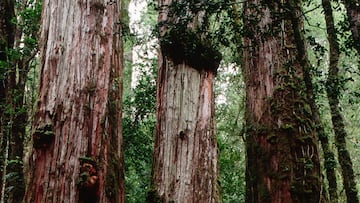 Believed to be around 5,400 years old, ‘El Gran Abuelo’ is under threat with plans for a new highway through a protected national park.